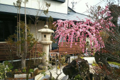 ご希望の樹齢100年の枝垂れ梅が毎年咲きます