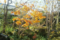 イタヤカエデが紅葉しています。秋の紅葉を楽しめる樹種も採用